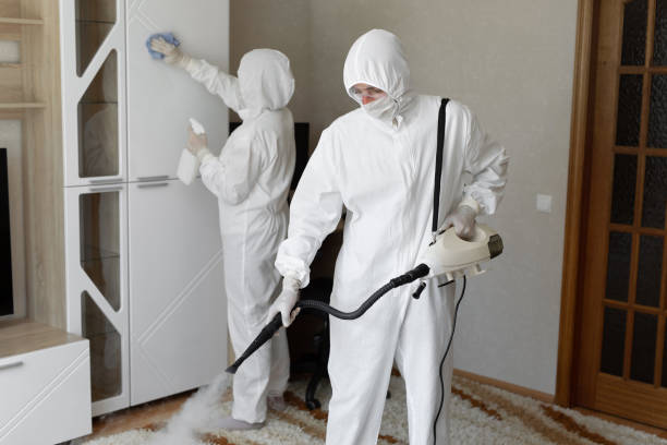 Professional Mold Removal in Greenville, MS